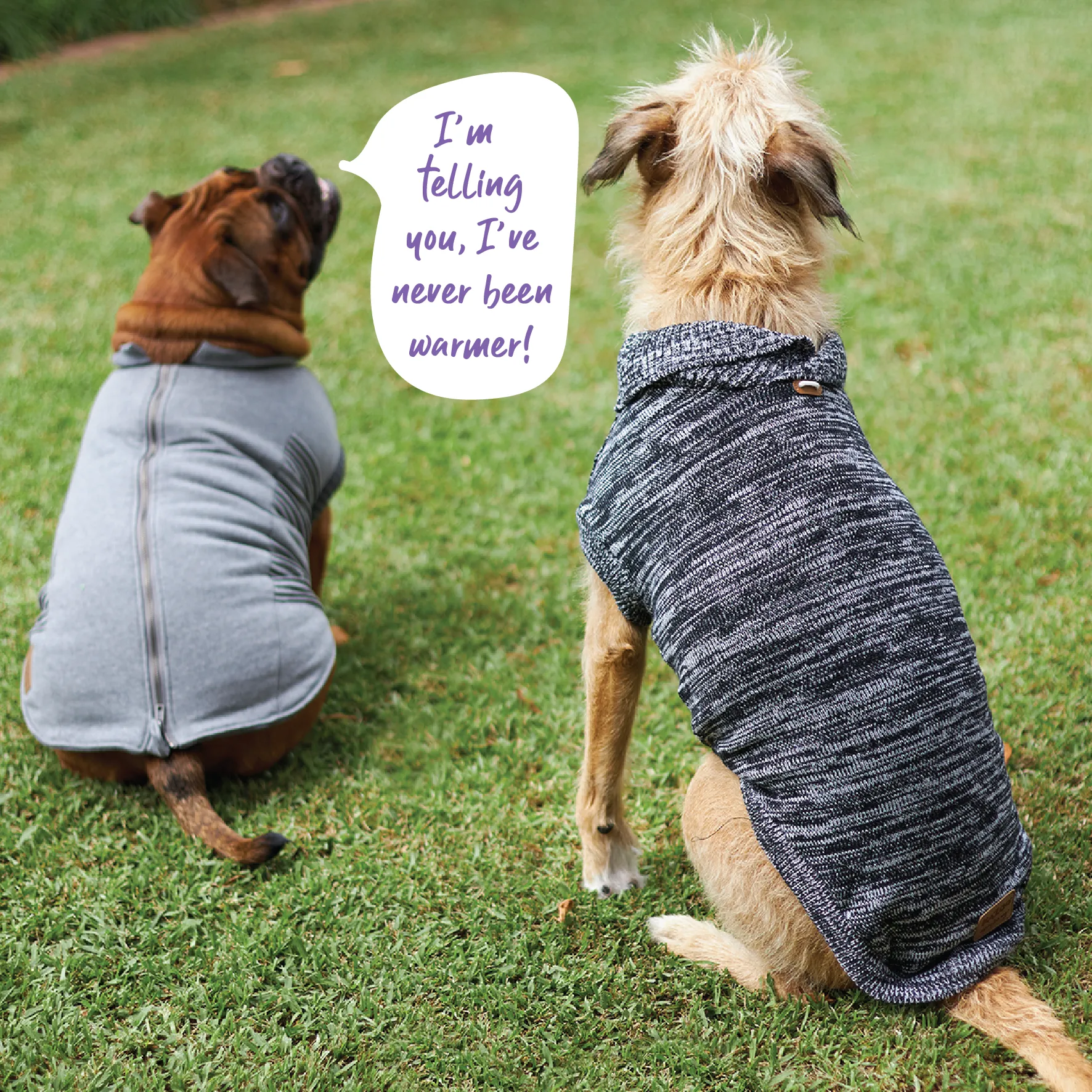 Armadillo Dog Jacket