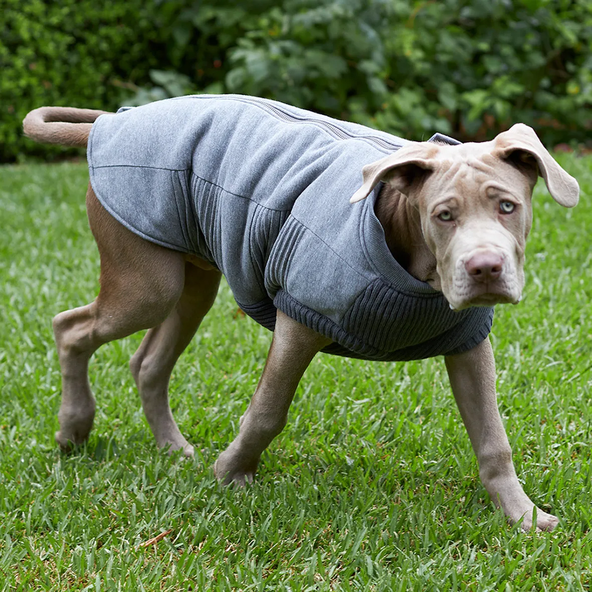 Armadillo Dog Jacket
