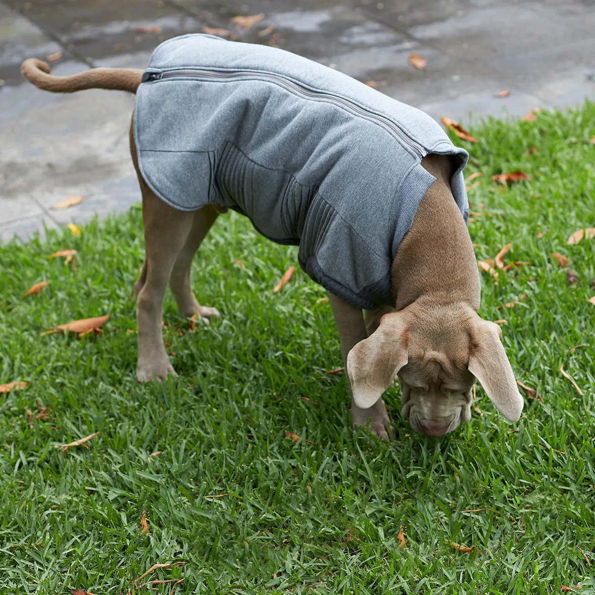 Armadillo Dog Jacket