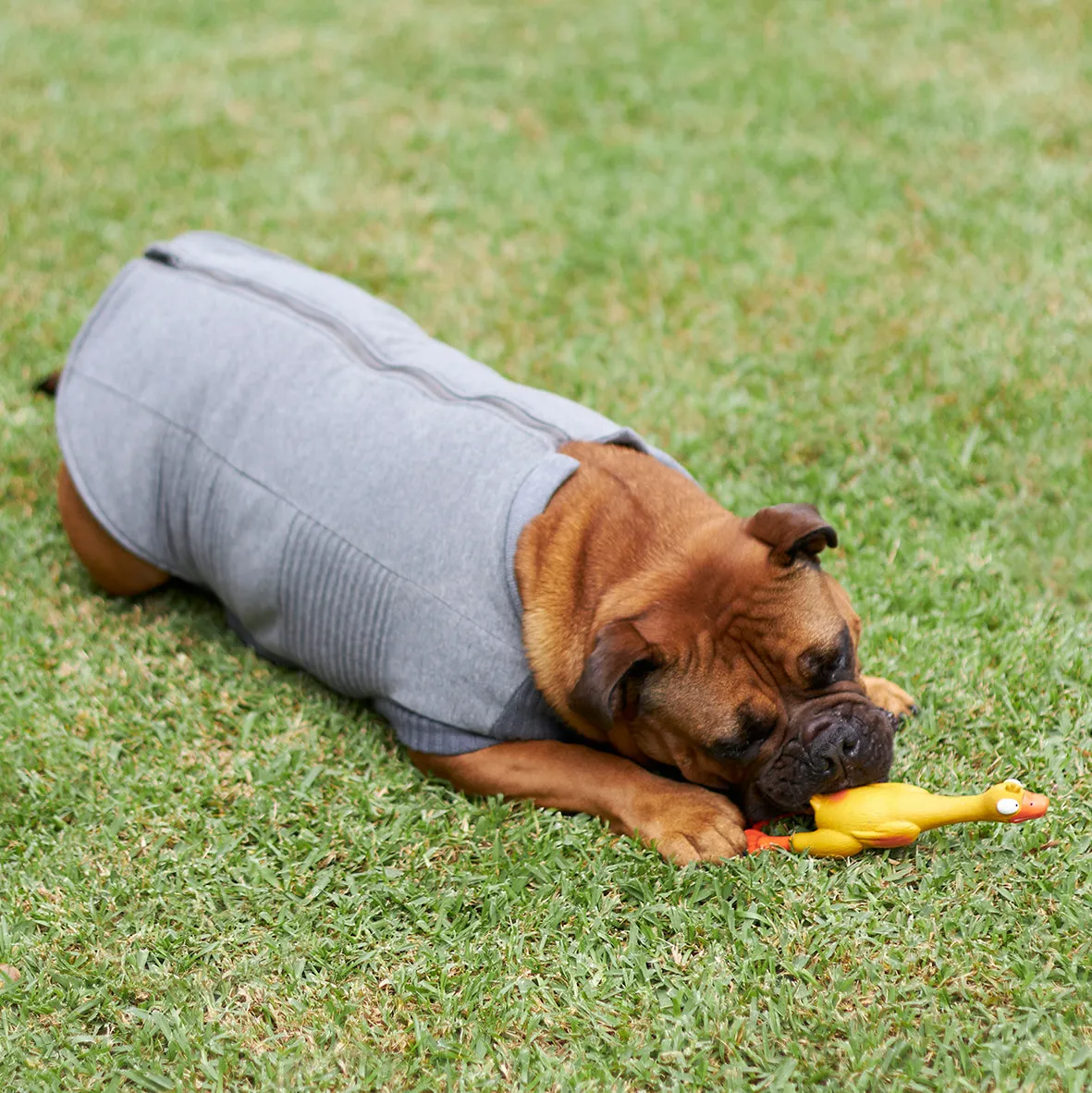 Armadillo Dog Jacket