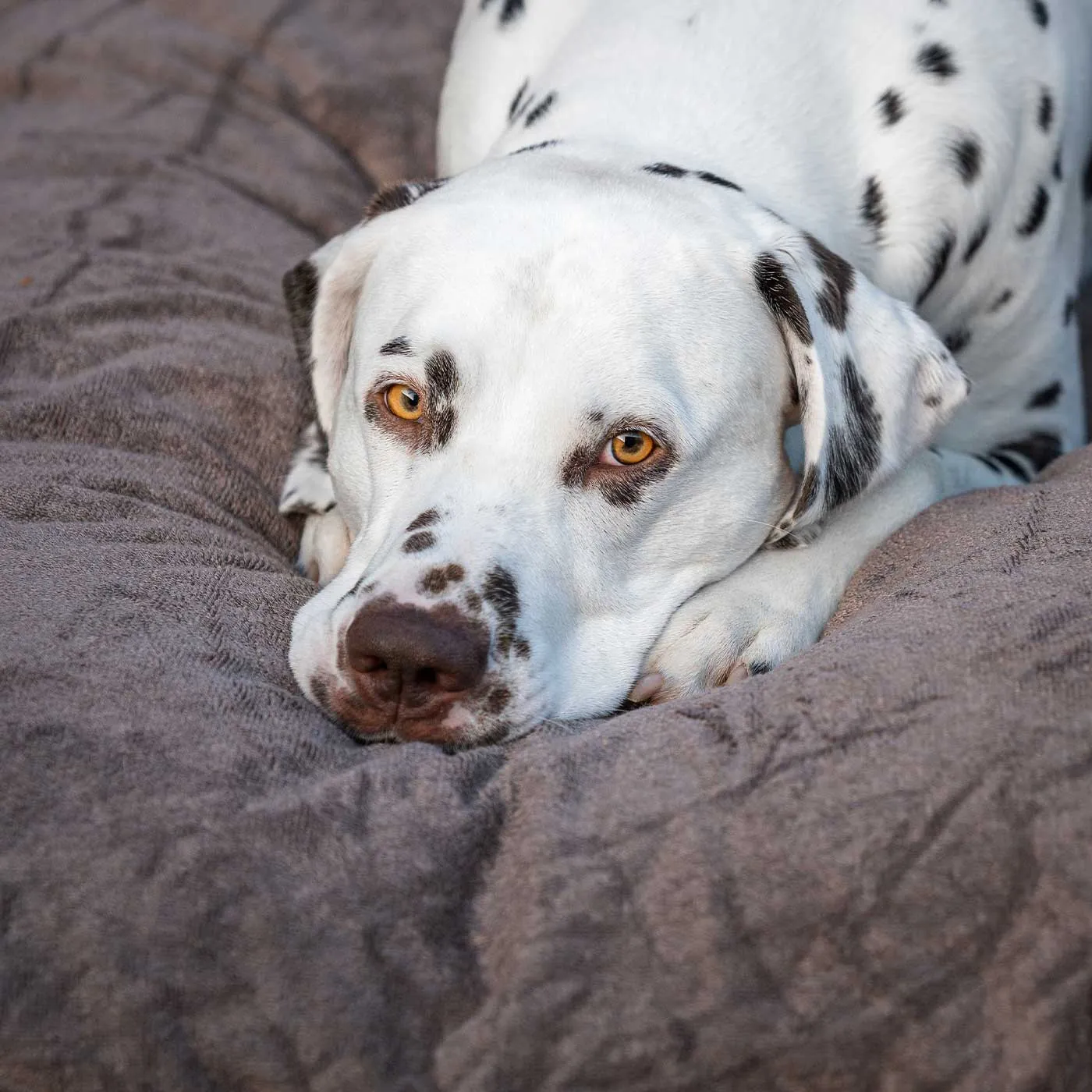 Bamboo Drying Cushion Cover in Mole by Lords & Labradors